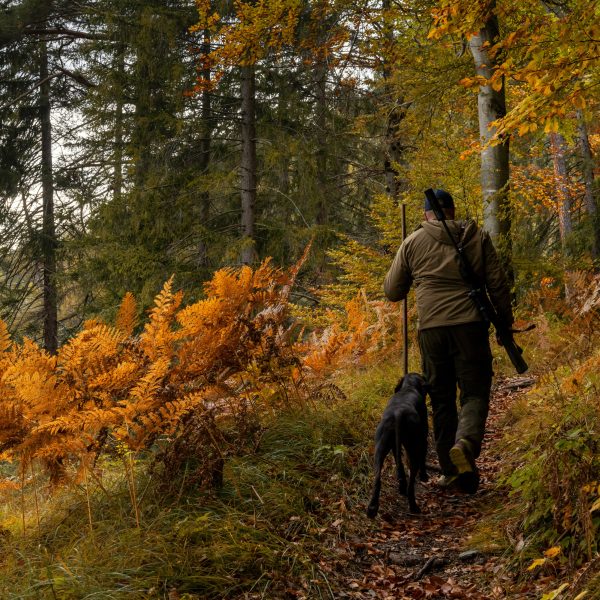 A game warden hiking through forest with German shorthaired pointer on the hunt for injured mountain goats in the Swiss Alps